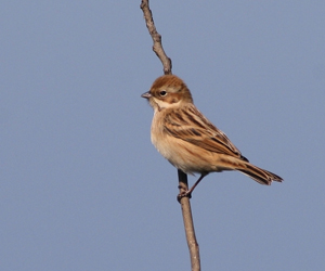 Хөмрөг (Цагаанхэвэлт хөмрөг)